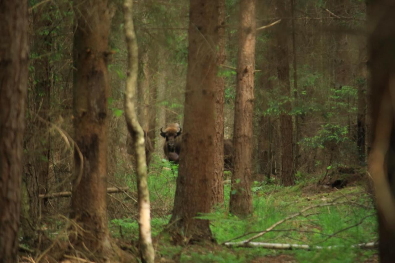 Nasze Podlasie, Domek W Dubiczach Cerkiewnych Dubicze Cerkiewne Dış mekan fotoğraf